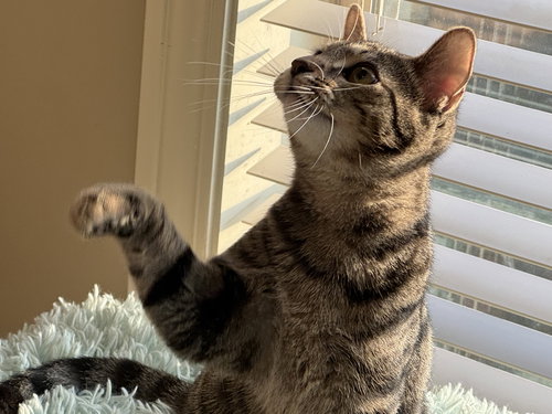 SNEEZY - Domestic Short Hair available for adoption