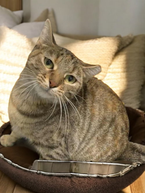 SNOW WHITE - Domestic Short Hair available for adoption