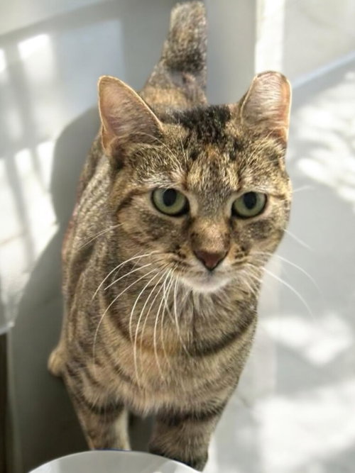 SNOW WHITE - Domestic Short Hair available for adoption