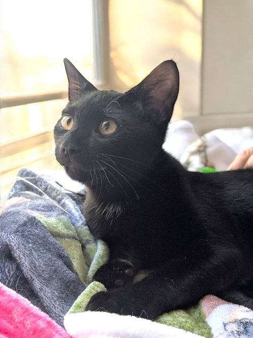 TREY - Domestic Short Hair available for adoption