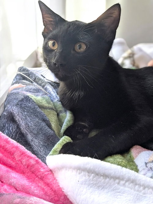 TREY - Domestic Short Hair available for adoption
