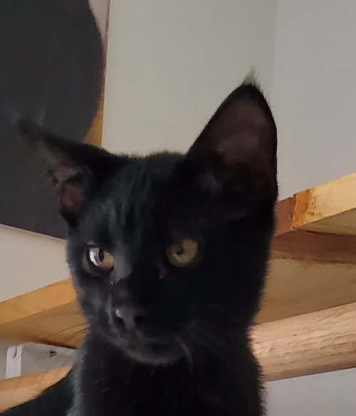 DOS - Domestic Short Hair available for adoption