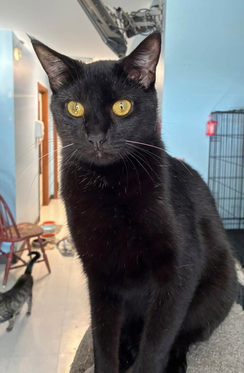Dos, an adoptable Domestic Short Hair in Champaign, IL