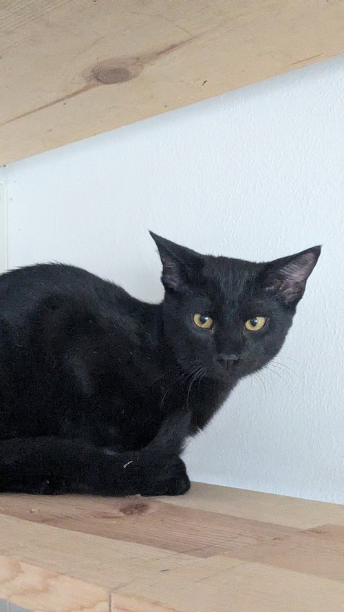 QUATRO - Domestic Short Hair available for adoption
