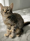 Sweet Petunia - Photo 5