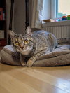 Sweet Petunia - Photo 3