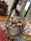 Sweet Petunia - Photo 4