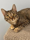 Sweet Petunia - Photo 2