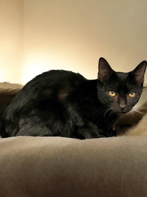 TANGO - Domestic Short Hair available for adoption