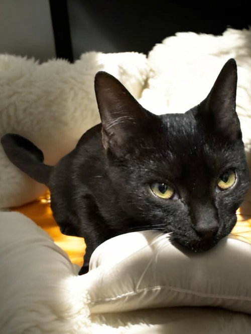 TANGO - Domestic Short Hair available for adoption