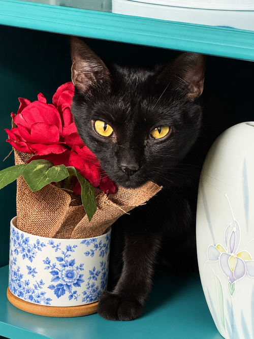 picture of the cat needing adoption