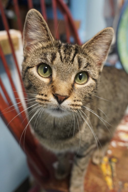 MARIA - Domestic Short Hair available for adoption