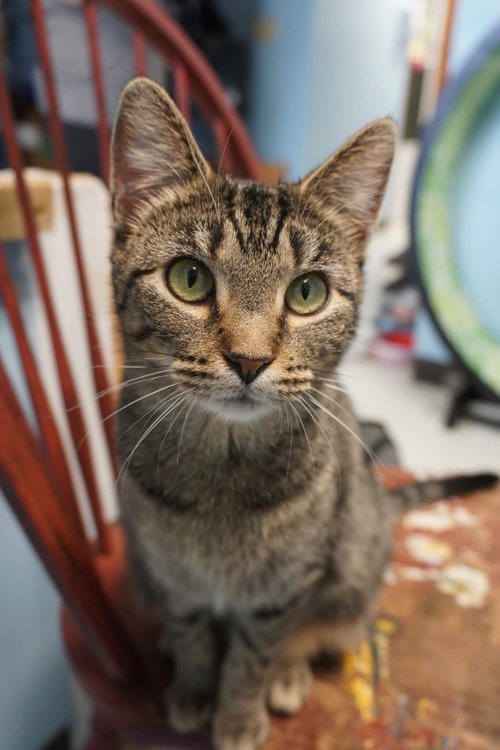 MARIA - Domestic Short Hair available for adoption