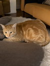 Winston - Photo 2