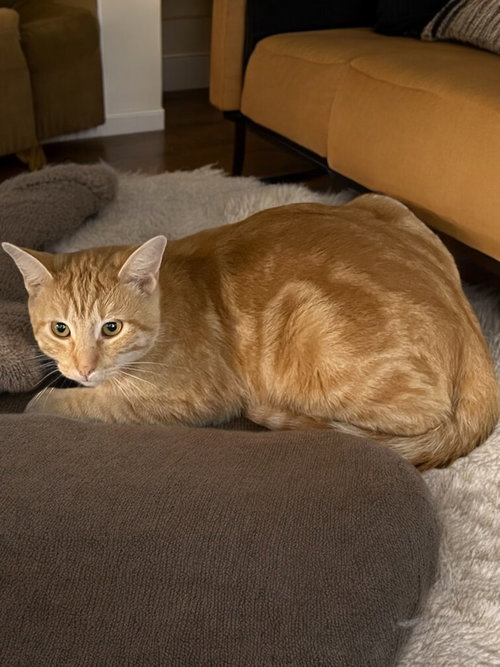 WINSTON - Domestic Short Hair available for adoption