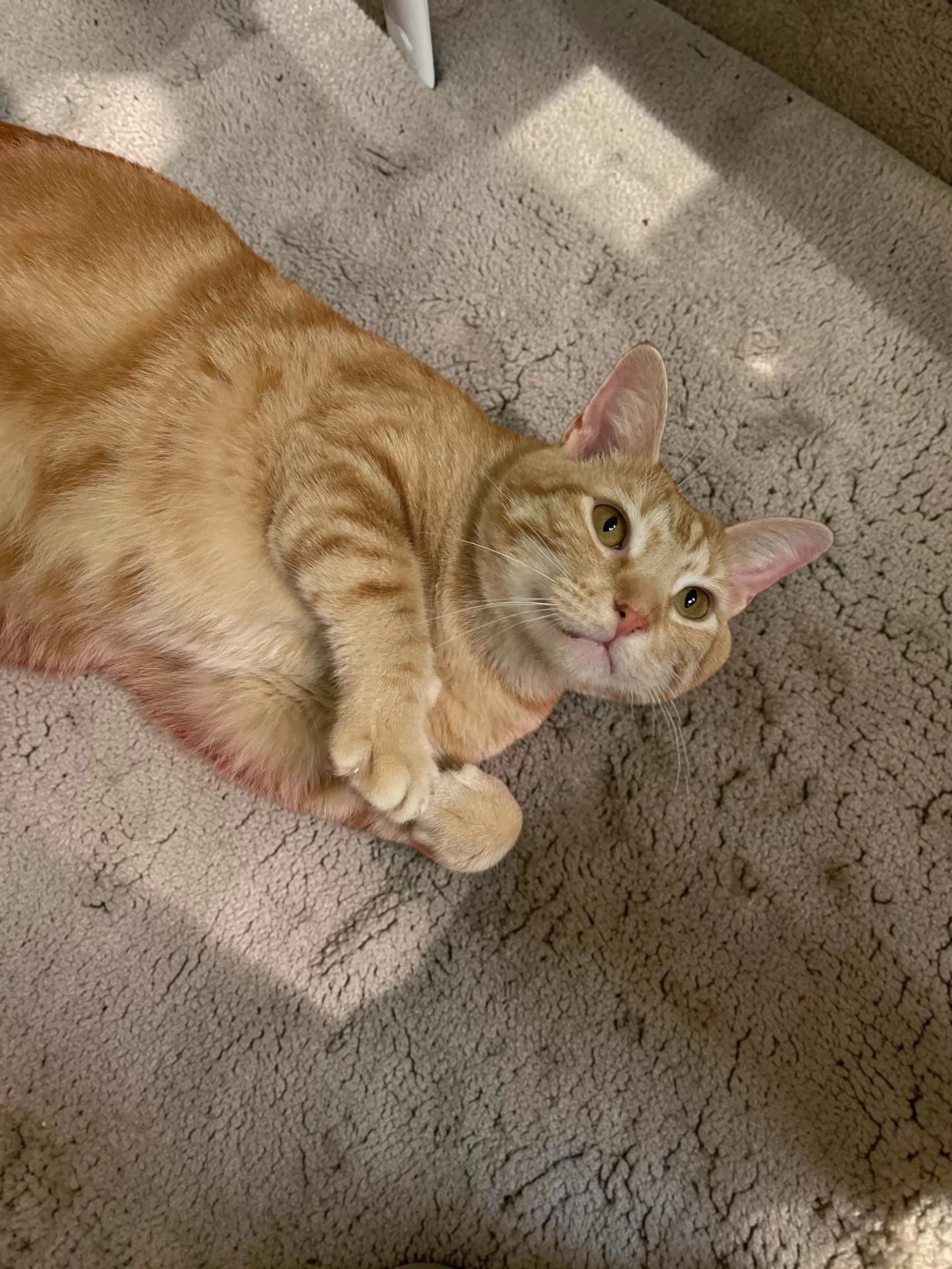 Winston image 2