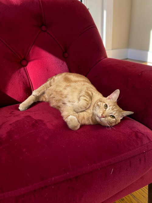 Winston, a cat for adoption from Champaign Area Trap Spay Neuter and Adoption Program