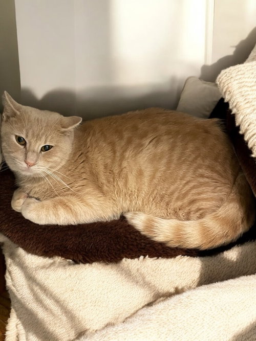 TANNER - Domestic Short Hair available for adoption