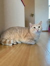 Tanner - Photo 1