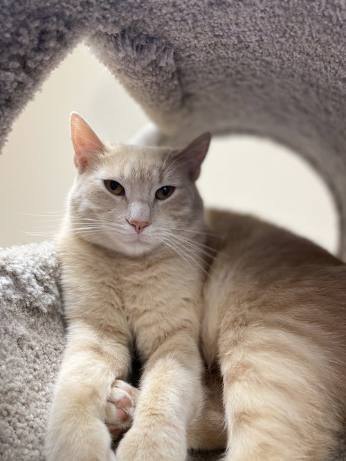 TANNER - Domestic Short Hair available for adoption