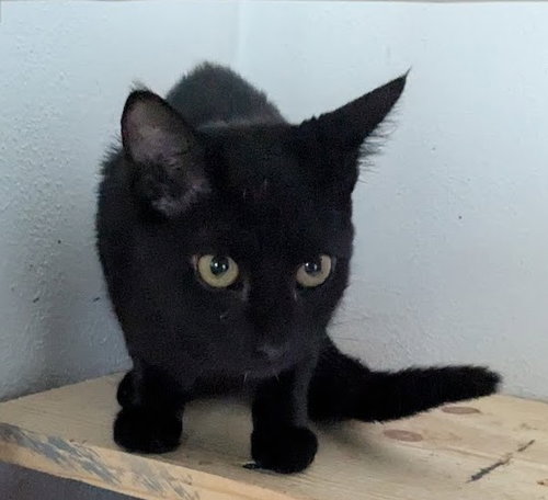 CHIQUITA - Domestic Short Hair available for adoption