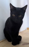 Chiquita - Photo 3