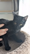 Chiquita - Photo 5