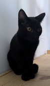 Chiquita - Photo 6