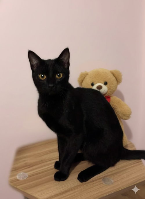 CHIQUITA - Domestic Short Hair available for adoption