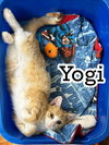 Yogi - Photo 5