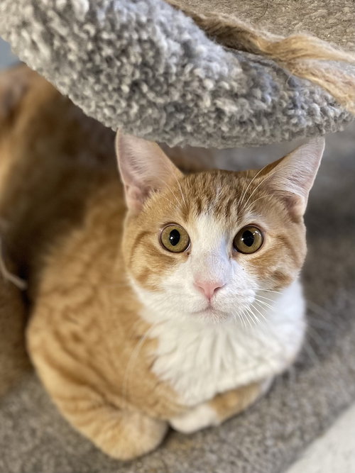 YOGI - Domestic Short Hair available for adoption