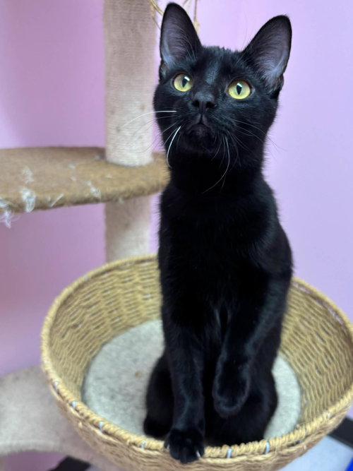 JERSEY DEVIL - Domestic Short Hair available for adoption