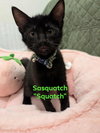 Sasquatch - Photo 1