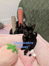Chupacabra - Photo 4