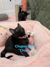 Chupacabra - Photo 5