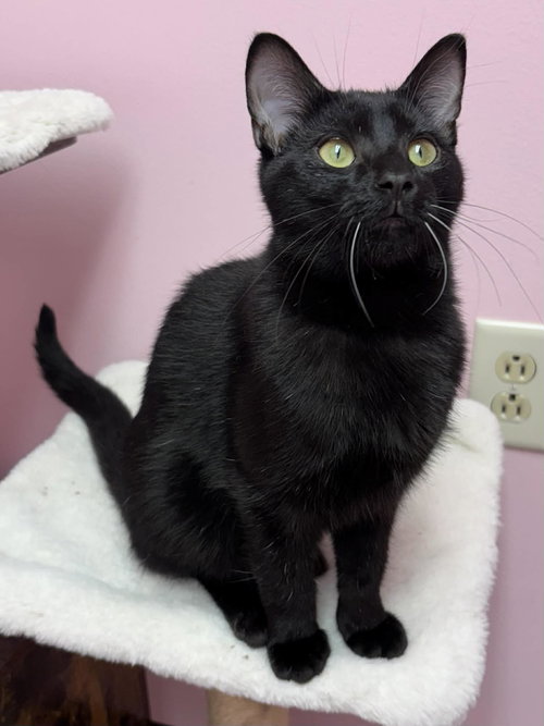 CHUPACABRA - Domestic Short Hair available for adoption