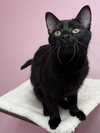 Chupacabra - Photo 3