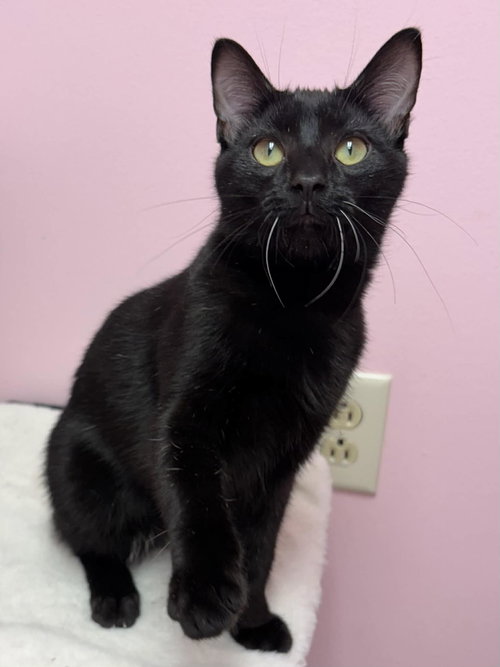 CHUPACABRA - Domestic Short Hair available for adoption