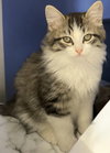 Orion (Bonded pair with Cosmo) - Photo 3