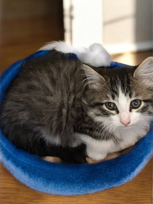 ORION (BONDED PAIR WITH COSMO) - Domestic Long Hair available for adoption