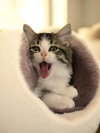 Orion (Bonded pair with Cosmo) - Photo 1