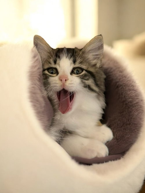 ORION (BONDED PAIR WITH COSMO) - Domestic Long Hair available for adoption