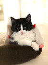 Cosmo (bonded pair with Orion) - Photo 2