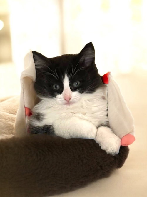 COSMO (BONDED PAIR WITH ORION) - Domestic Long Hair available for adoption