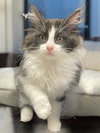 Cosmo (bonded pair with Orion) - Photo 3