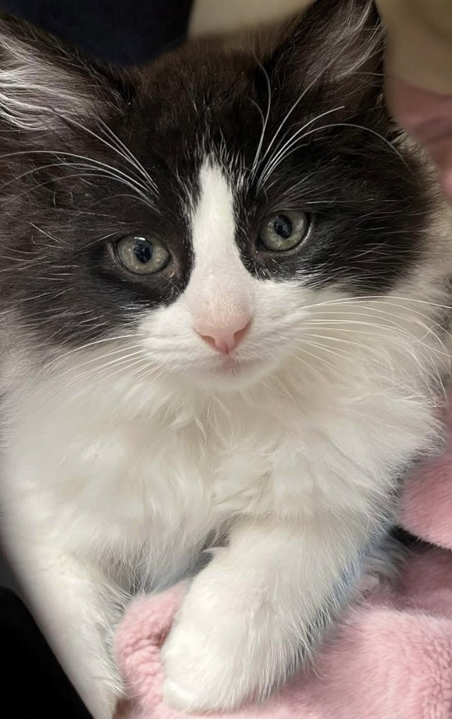 Cosmo (bonded pair with Orion) Image