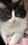 Cosmo (bonded pair with Orion) - Photo 1