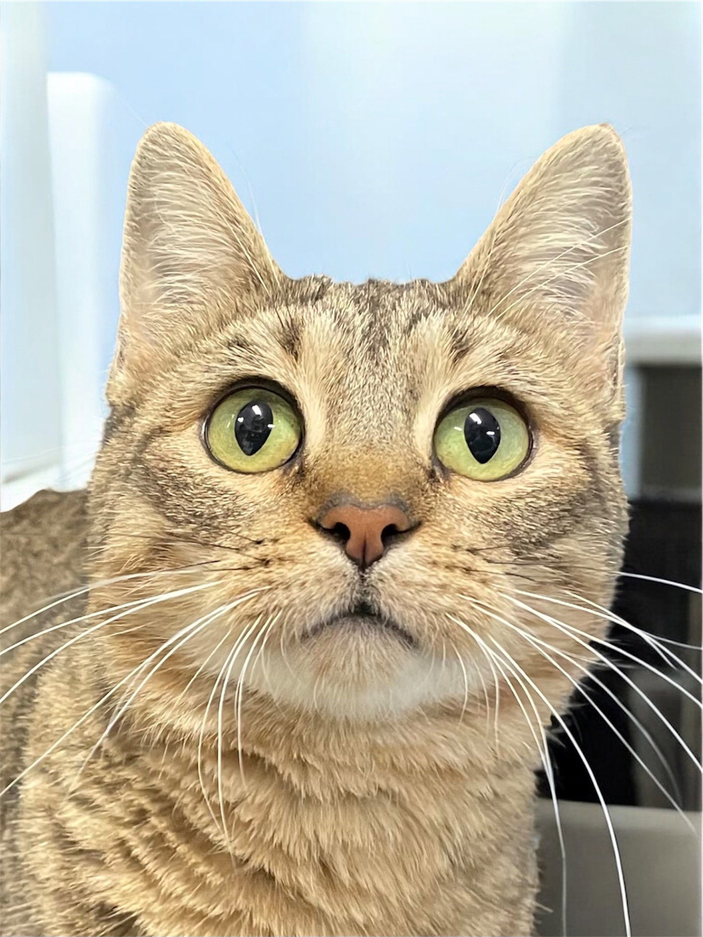 Polly Image