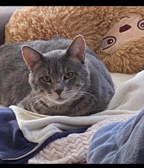 picture of the cat needing adoption