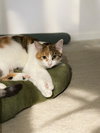 Simone - Photo 4